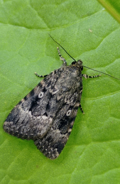 Amphipyra pyramidea - fahéjszínű bagoly