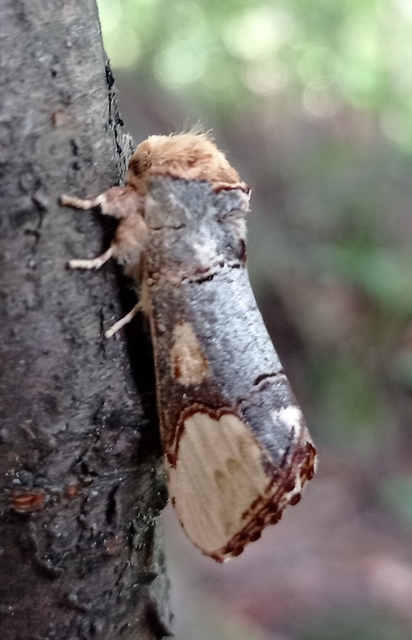 Phalera bucephaloides - magyar púposszövő