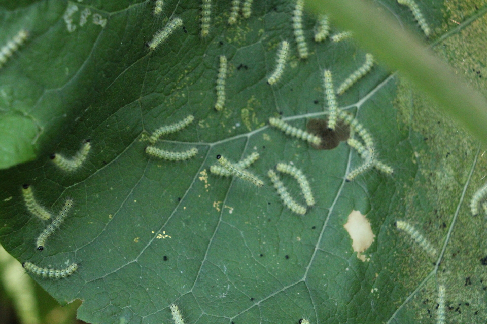 Hyphantria cunea - amerikai fehér medvelepke