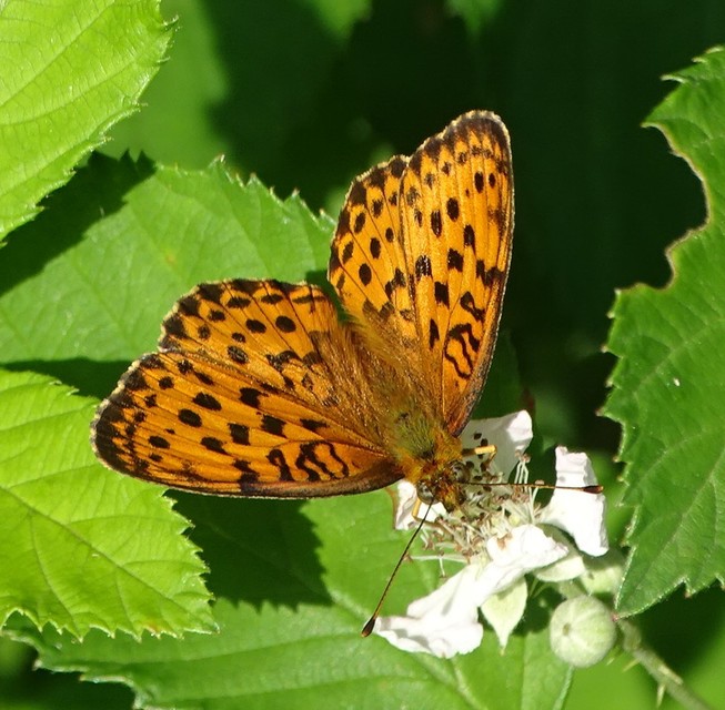 Brenthis daphne - málna-gyöngyházlepke