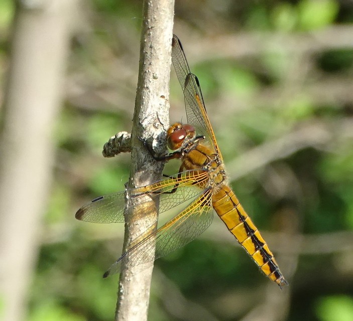 Libellula fulva - kisfoltos laposacsa