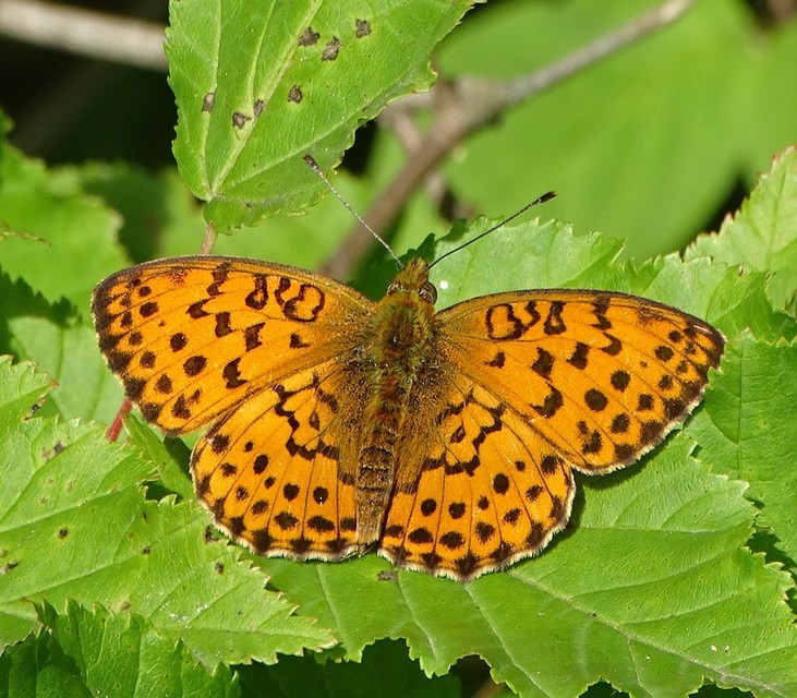 Brenthis daphne - málna-gyöngyházlepke