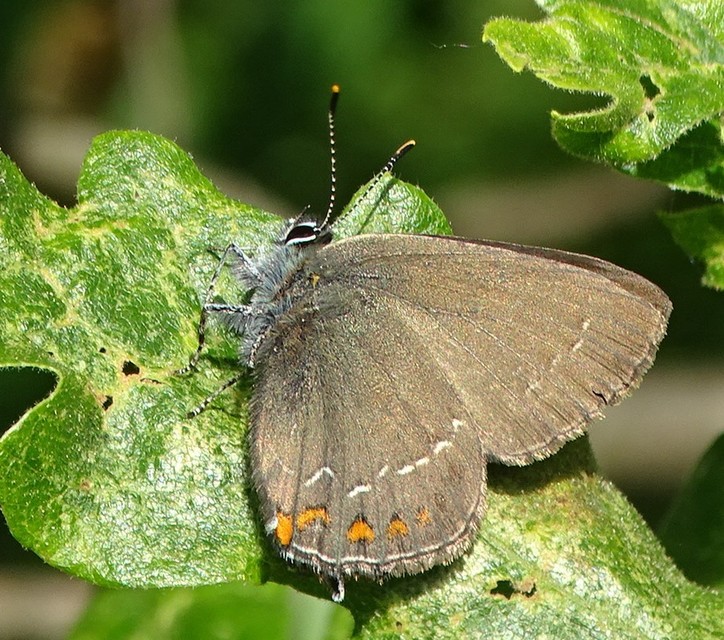 Satyrium ilicis - tölgyfa-csücsköslepke