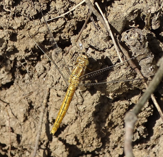 Orthetrum brunneum - pataki pásztorszitakötő