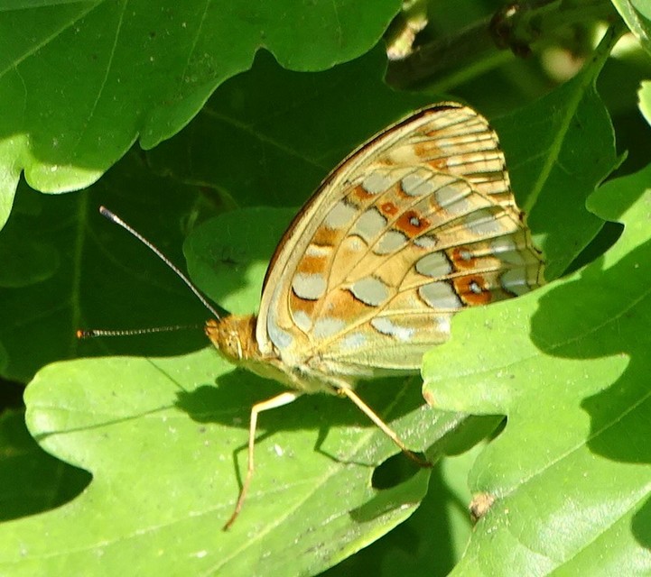 Argynnis adippe - ezüstös gyöngyházlepke