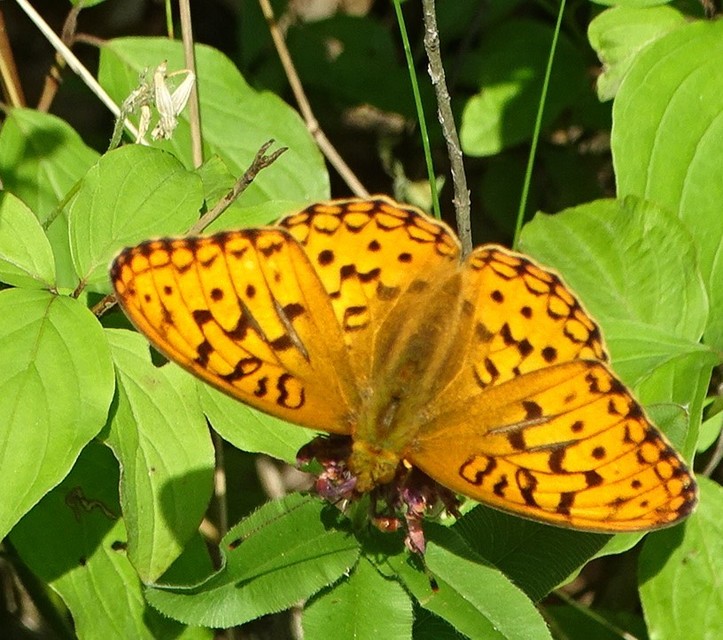 Argynnis adippe - ezüstös gyöngyházlepke
