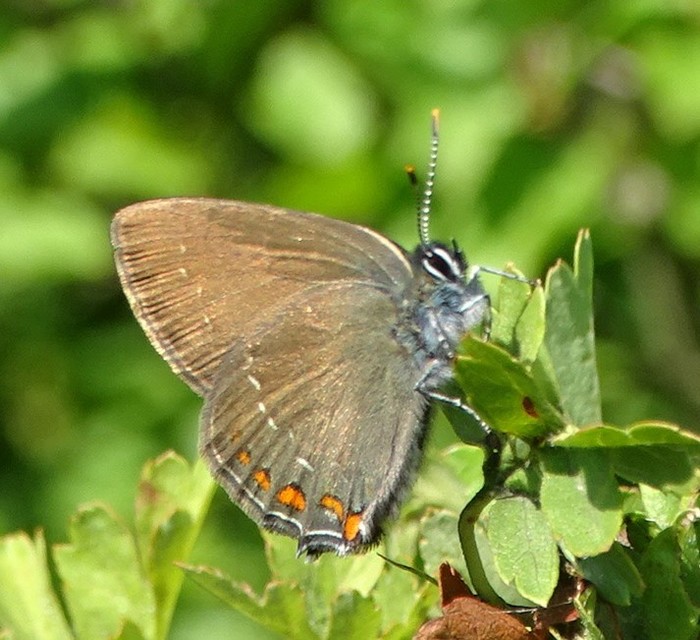 Satyrium ilicis - tölgyfa-csücsköslepke
