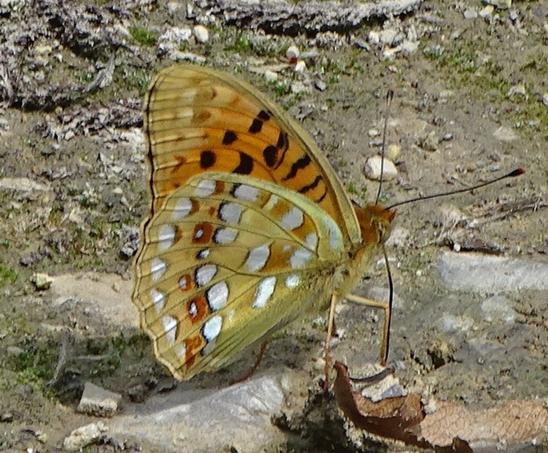 Argynnis adippe - ezüstös gyöngyházlepke