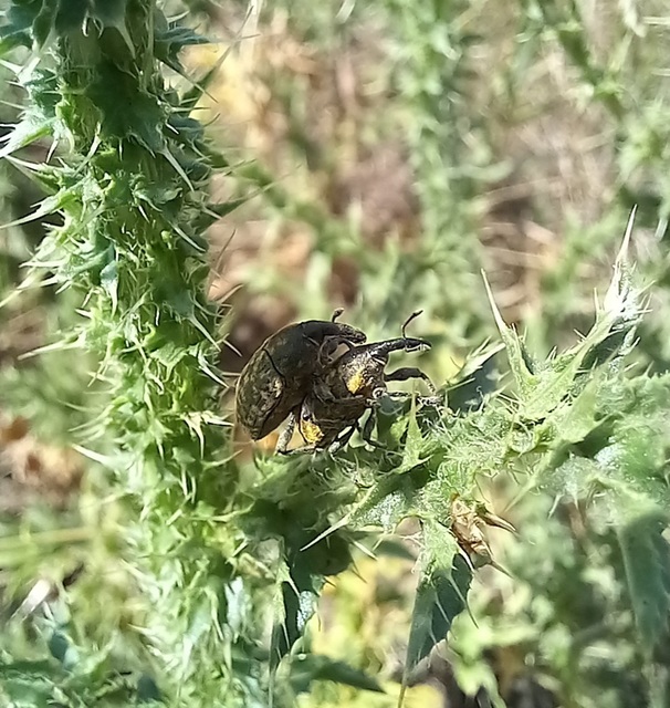 Larinus sturnus - aszat-púderbarkó
