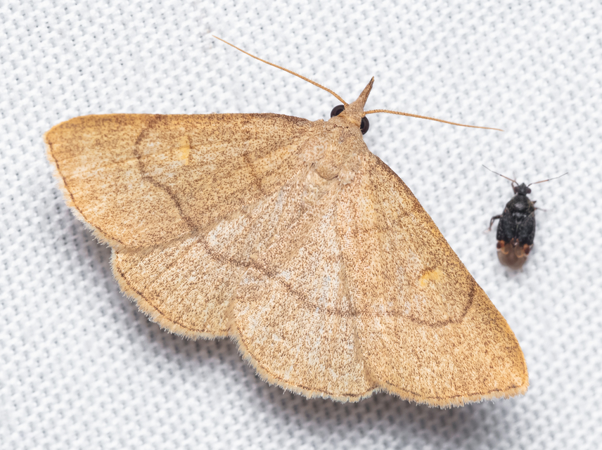 Paracolax tristalis - sárgás karcsúbagoly