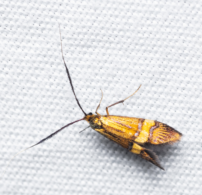 Nemophora degeerella - pompás tőrösmoly