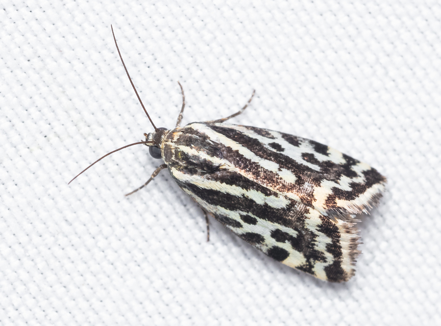 Emmelia trabealis - zebrabagoly