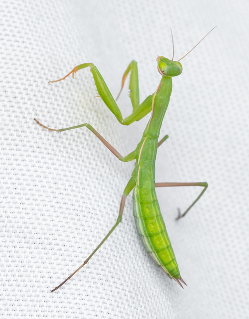 Mantis religiosa - imádkozósáska