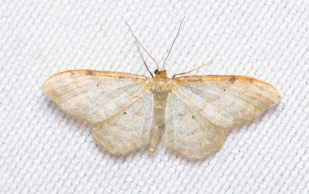 Idaea humiliata - vörösszélű apróaraszoló