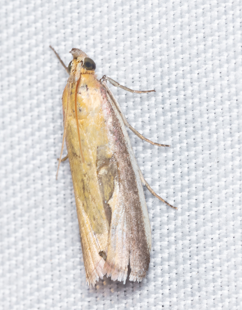 Oncocera semirubella - lucernamoly