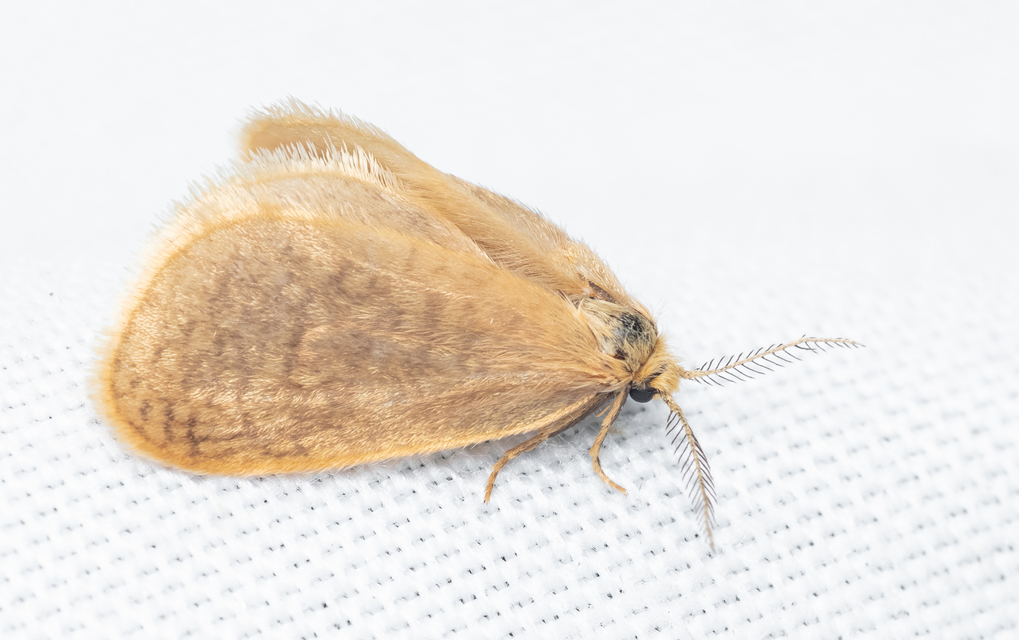 Bijugis bombycella - alkonyati zsákhordólepke
