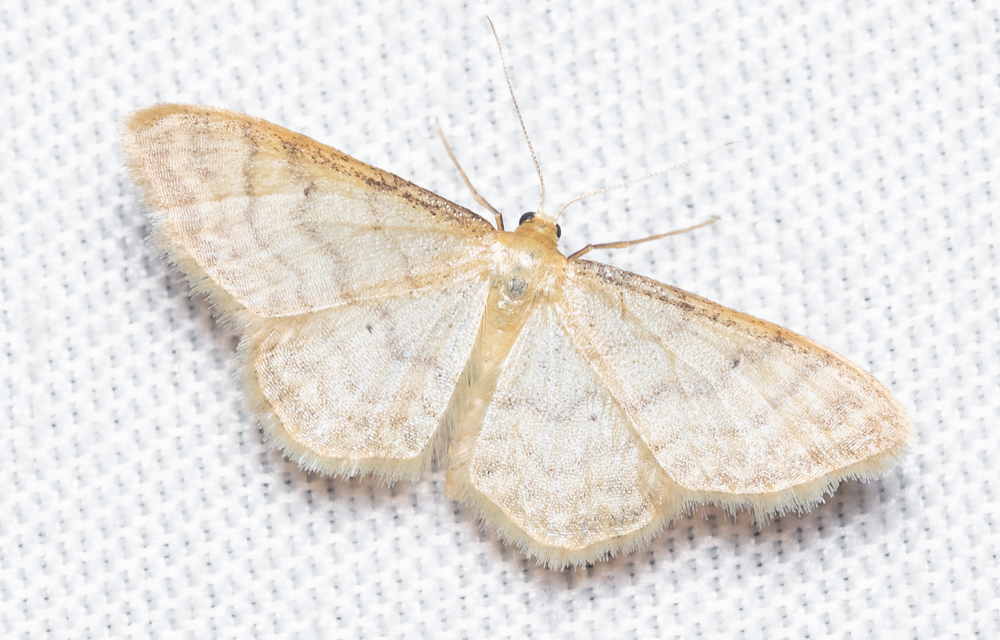 Idaea fuscovenosa - szürkeszélű apróaraszoló