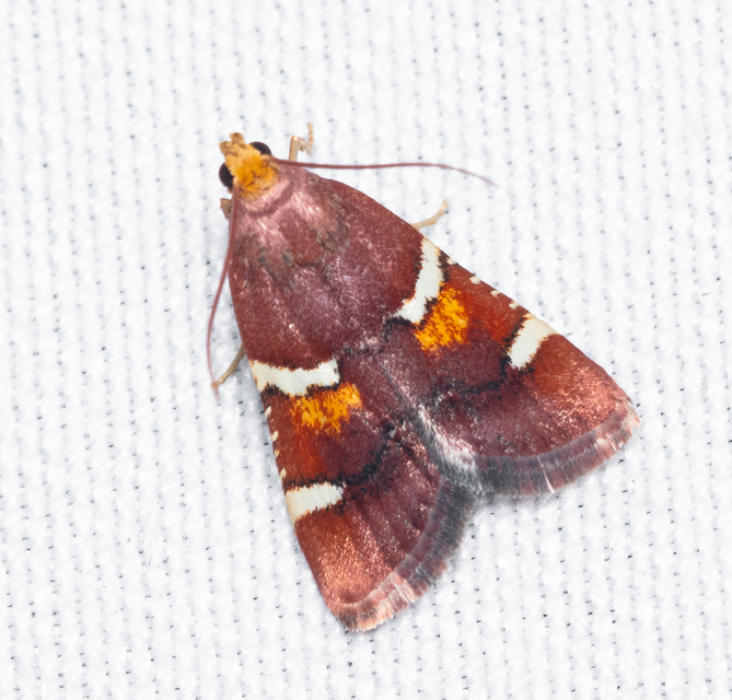 Pyralis regalis - pompás fényilonca