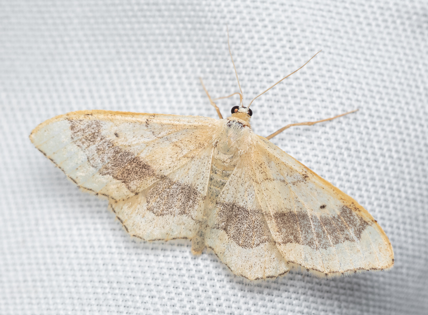 Idaea aversata - nagy sávosaraszoló