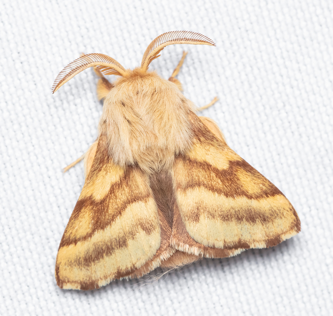 Malacosoma castrensis - kutyatejszövő