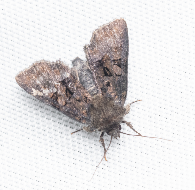 Oligia strigilis/latruncula/versicolor