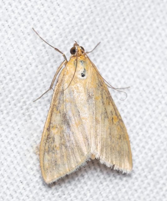 Sitochroa verticalis - világossárga dudvamoly