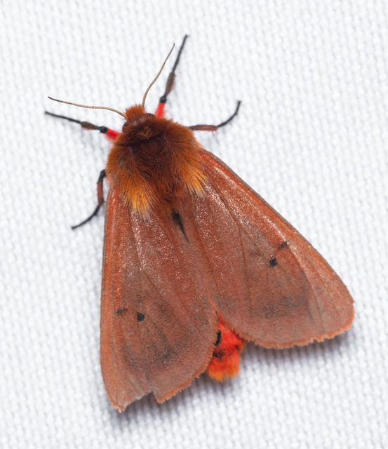 Phragmatobia fuliginosa - füstös medvelepke