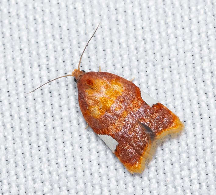 Acleris holmiana - fehérfoltos levélmoly