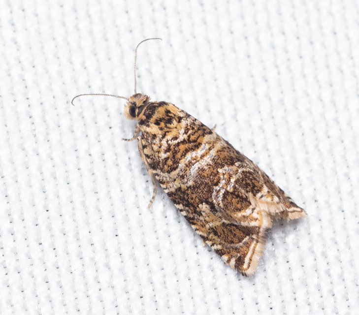 Celypha
