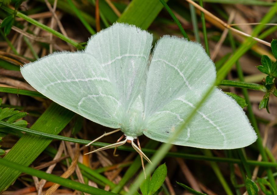 Hemistola chrysoprasaria - kékes zöldaraszoló