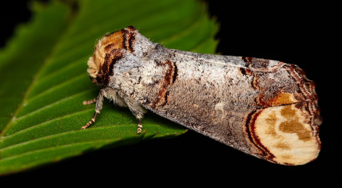 Phalera bucephala - sárgafoltos púposszövő