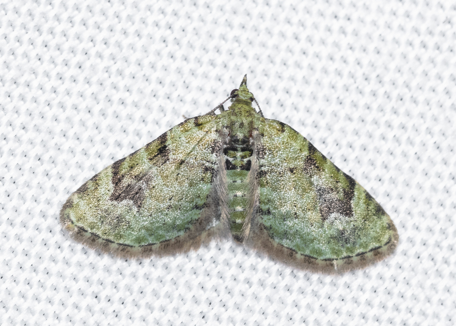 Chloroclystis v-ata - zöldes törpearaszoló