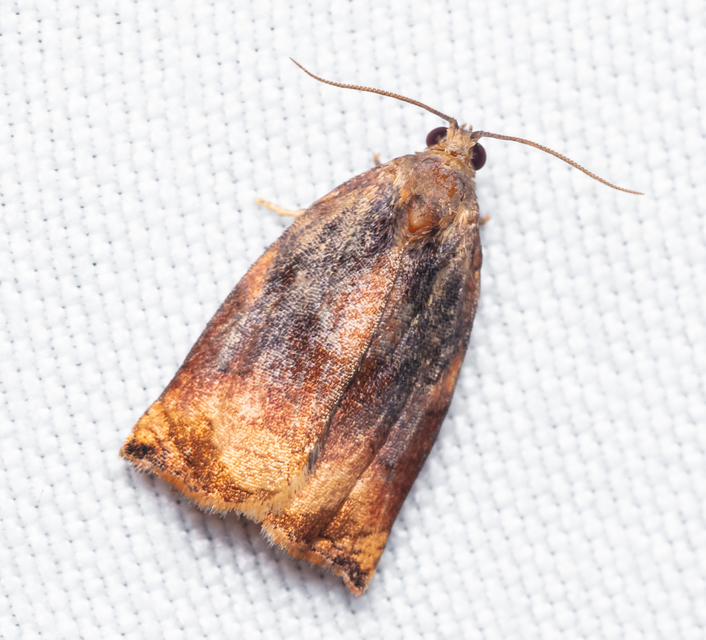 Archips