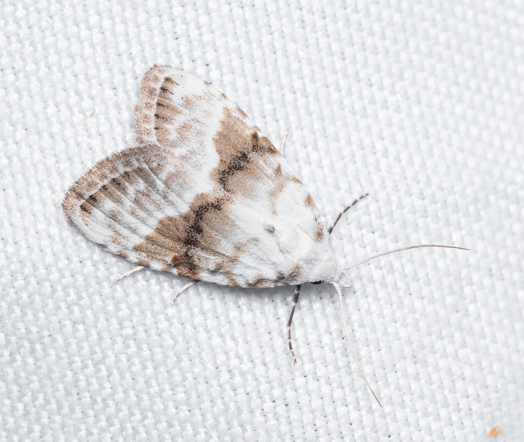 Meganola albula - fehér pamacsosszövő