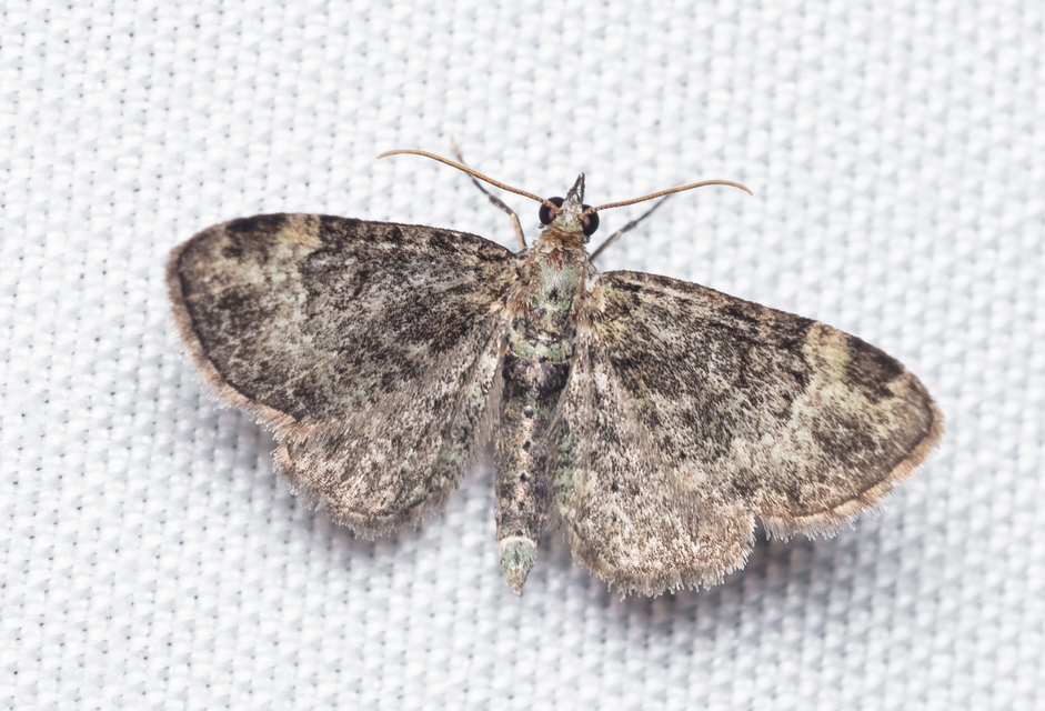 Pasiphila rectangulata - almavirág-araszoló