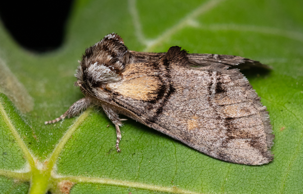 Drymonia velitaris - hegyi púposszövő