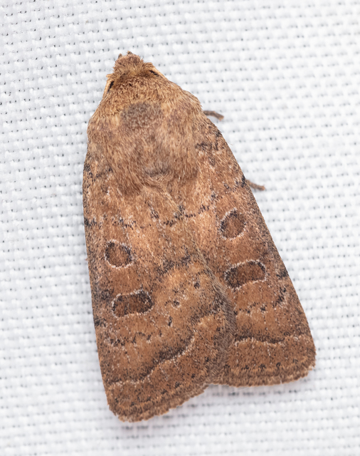 Hoplodrina octogenaria - barna selymesbagoly