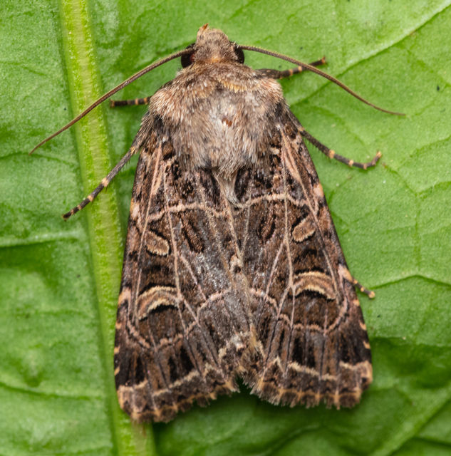 Heliophobus reticulata - fehéreres kertibagoly