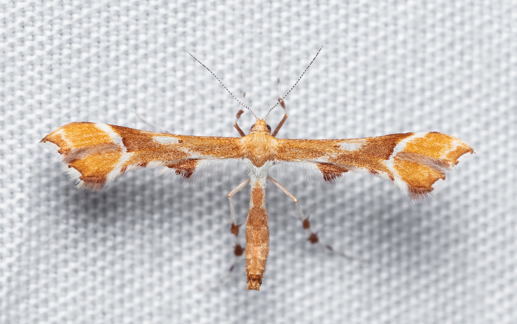 Cnaemidophorus rhododactyla - rózsabogyó-tollasmoly