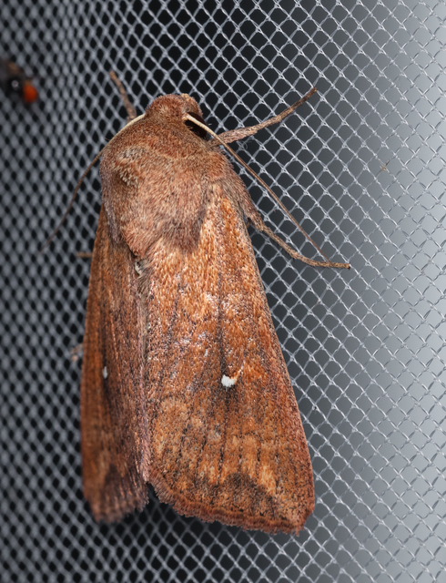 Mythimna albipuncta - fehérpettyes rétibagoly
