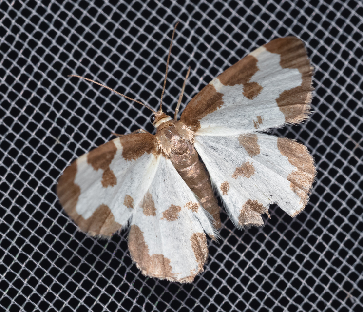 Lomaspilis marginata - szegélyes nyárfaaraszoló