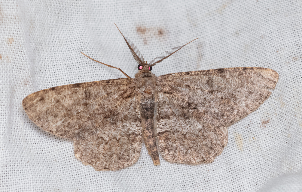 Hypomecis punctinalis - pettyes faaraszoló