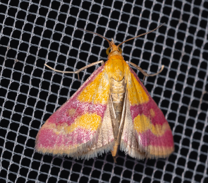 Pyrausta sanguinalis/virginalis