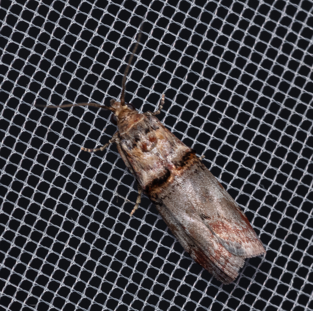Trachonitis cristella - bokorrágó karcsúmoly