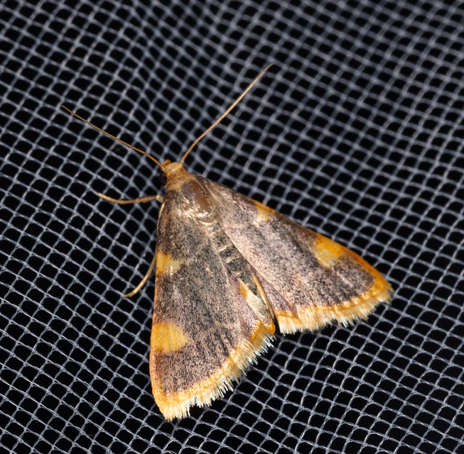 Hypsopygia costalis - szénailonca