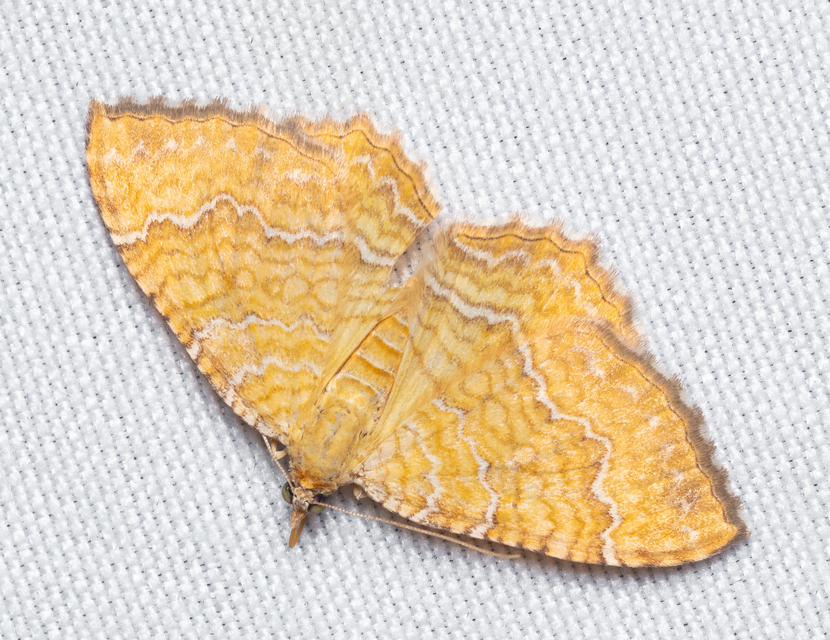 Camptogramma bilineata - kétvonalas sávosaraszoló