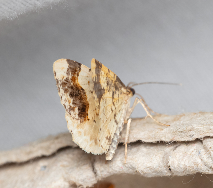 Ligdia adustata - barna levélaraszoló