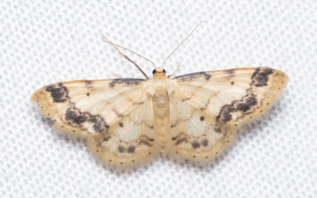 Idaea trigeminata - csúcsfoltos apróaraszoló