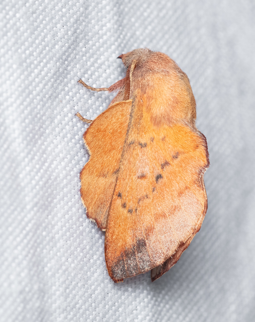 Phyllodesma tremulifolia - nyárlevélpohók