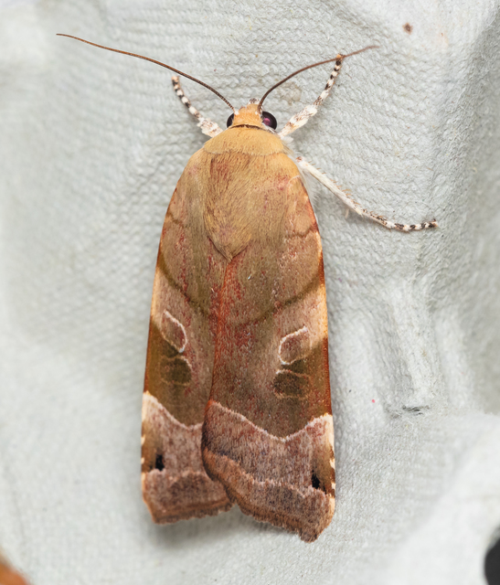 Noctua fimbriata - szélessávú sárgafűbagoly
